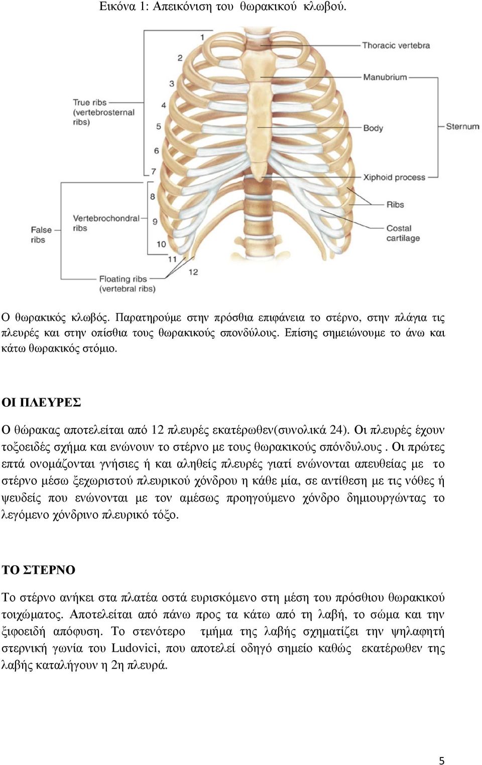 Οι πλευρές έχουν τοξοειδές σχήμα και ενώνουν το στέρνο με τους θωρακικούς σπόνδυλους.