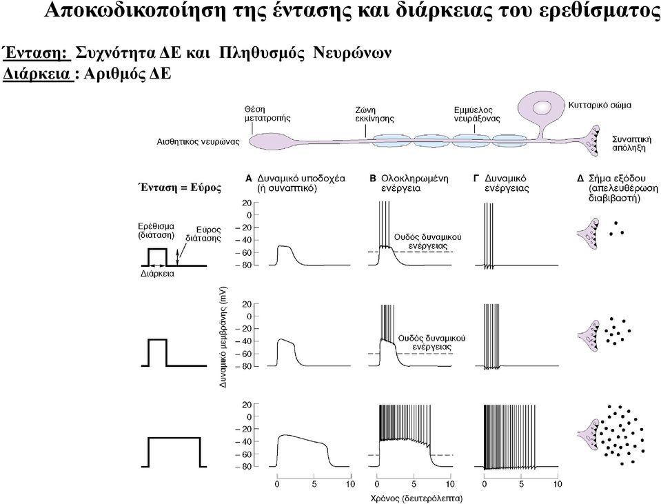 Συχνότητα Ε και Πληθυσµός