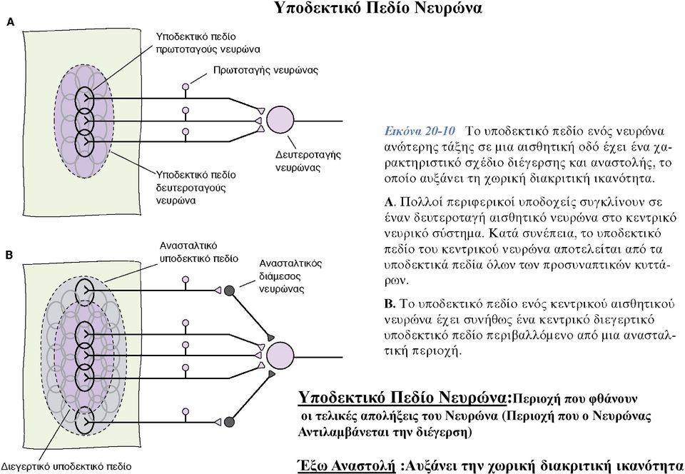 Νευρώνα (Περιοχή που ο Νευρώνας Αντιλαµβάνεται την