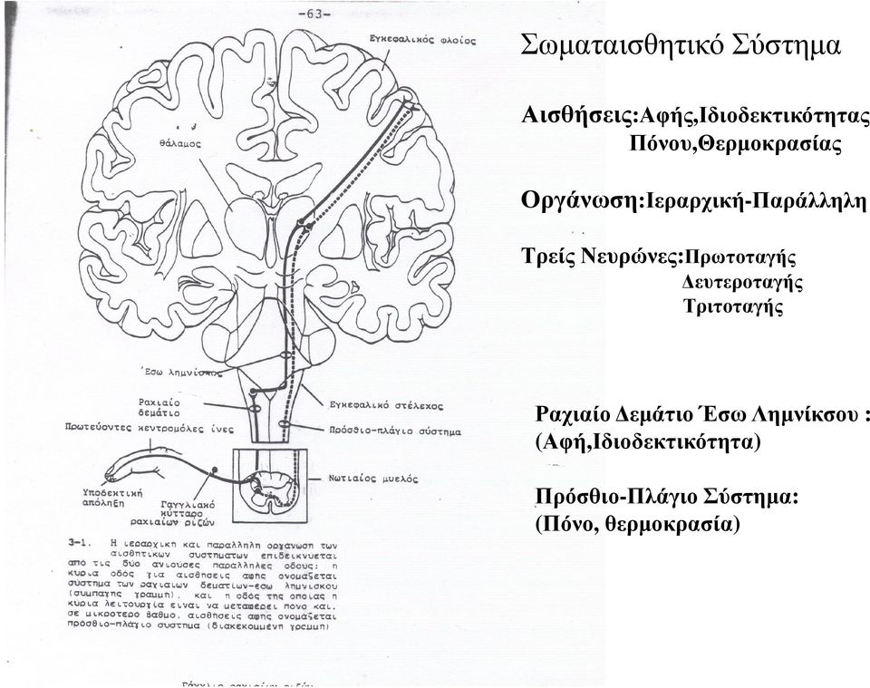Νευρώνες:Πρωτοταγής ευτεροταγής Τριτοταγής Ραχιαίο εµάτιο Έσω