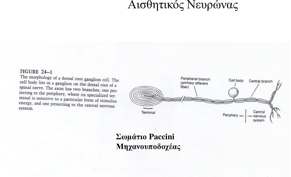 Σωµάτιο