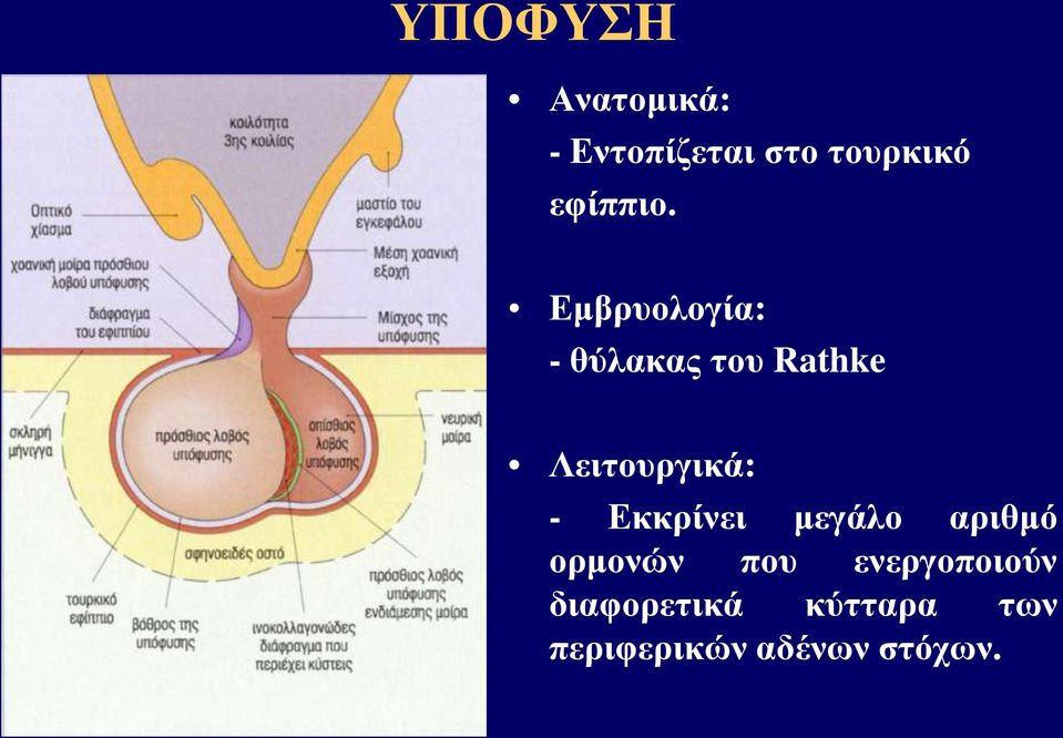 Εμβρυολογία: - θύλακας του Rathke Λειτουργικά: -