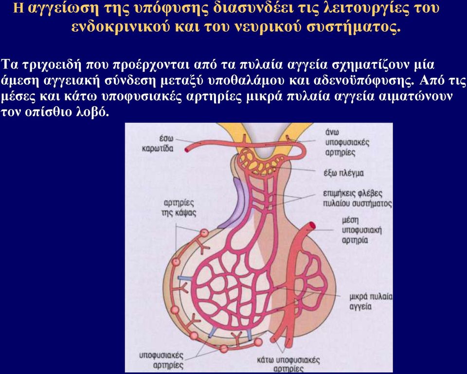 Τα τριχοειδή που προέρχονται από τα πυλαία αγγεία σχηματίζουν μία άμεση