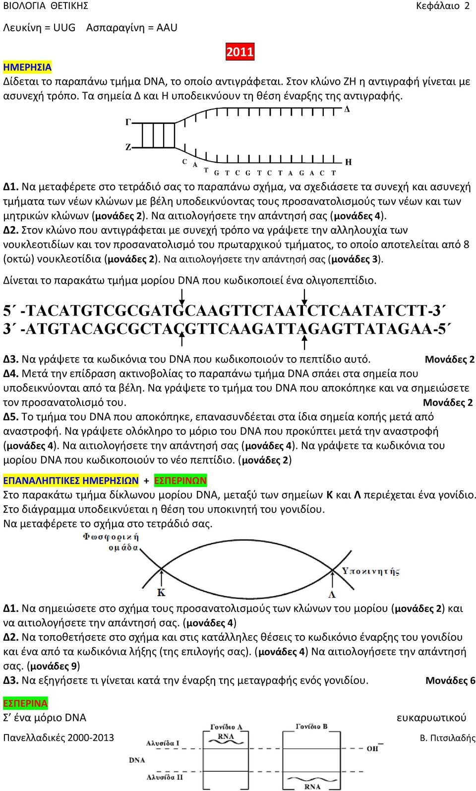 Να μεταφέρετε στο τετράδιό σας το παραπάνω σχήμα, να σχεδιάσετε τα συνεχή και ασυνεχή τμήματα των νέων κλώνων με βέλη υποδεικνύοντας τους προσανατολισμούς των νέων και των μητρικών κλώνων (μονάδες 2).