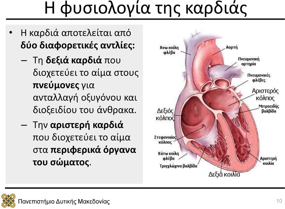 στους πνεύμονες για ανταλλαγή οξυγόνου και διοξειδίου του άνθρακα.