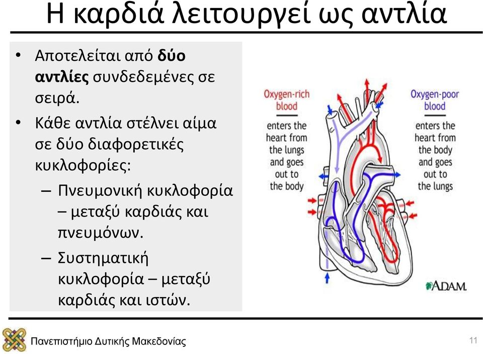 Κάθε αντλία στέλνει αίμα σε δύο διαφορετικές κυκλοφορίες: