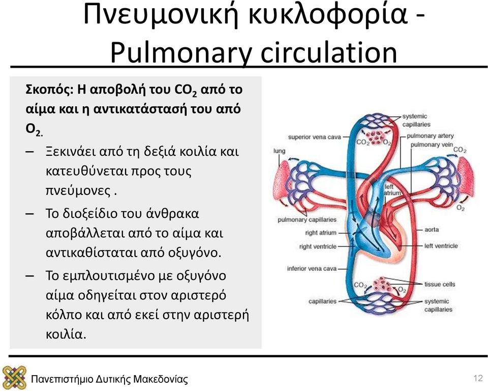 Ξεκινάει από τη δεξιά κοιλία και κατευθύνεται προς τους πνεύμονες.