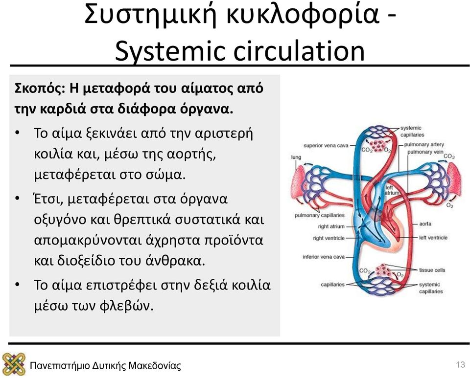 Το αίμα ξεκινάει από την αριστερή κοιλία και, μέσω της αορτής, μεταφέρεται στο σώμα.