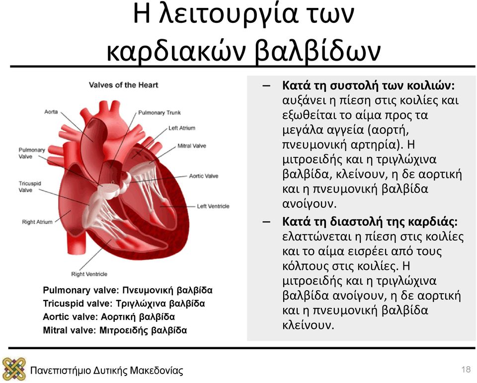 Η μιτροειδής και η τριγλώχινα βαλβίδα, κλείνουν, η δε αορτική και η πνευμονική βαλβίδα ανοίγουν.