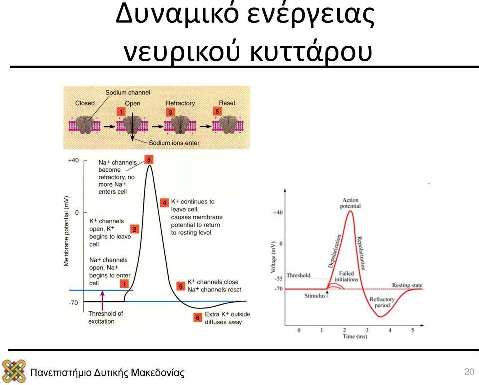 νευρικού