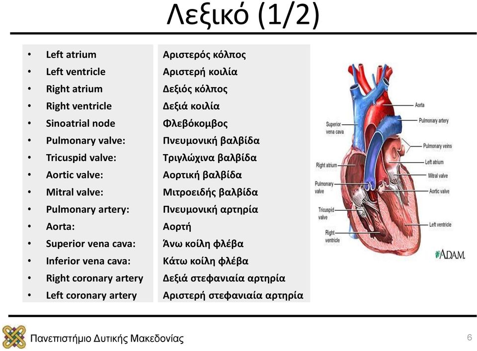 artery Αριστερός κόλπος Αριστερή κοιλία Δεξιός κόλπος Δεξιά κοιλία Φλεβόκομβος Πνευμονική βαλβίδα Τριγλώχινα βαλβίδα Αορτική