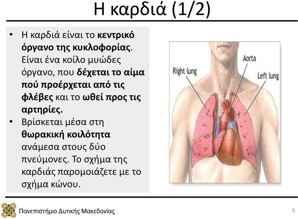 φλέβες και το ωθεί προς τις αρτηρίες.