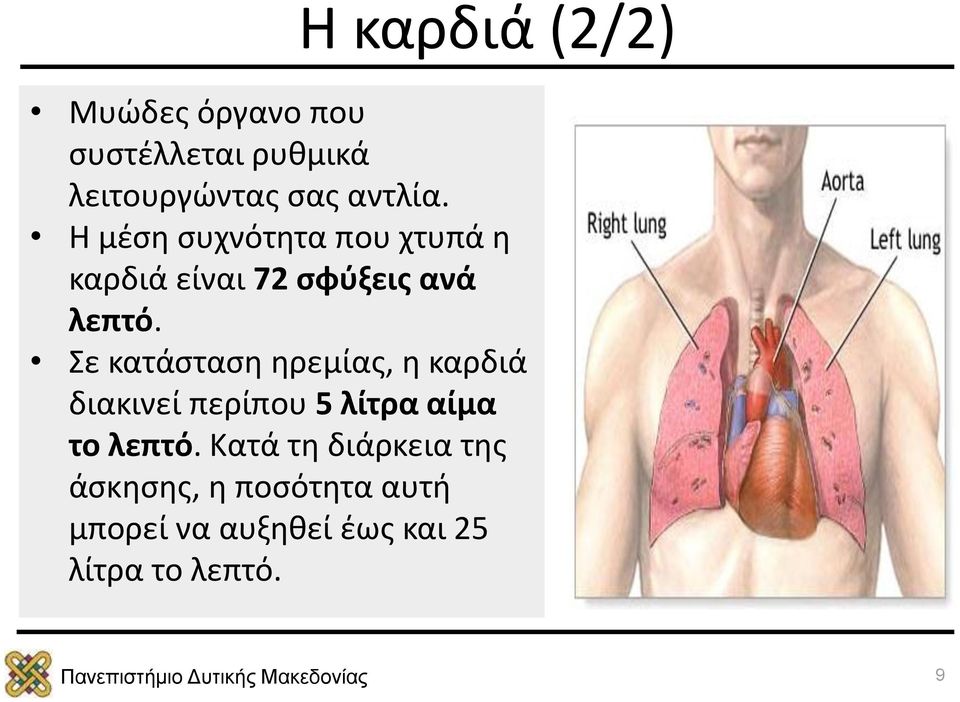 Σε κατάσταση ηρεμίας, η καρδιά διακινεί περίπου 5 λίτρα αίμα το λεπτό.