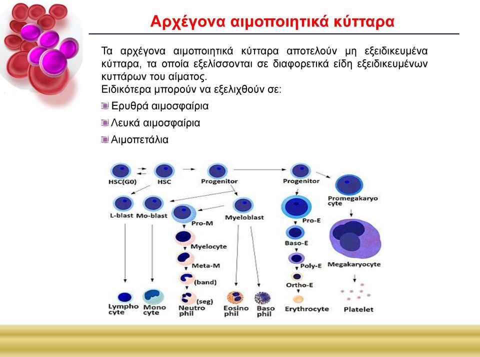 διαφορετικά είδη εξειδικευμένων κυττάρων του αίματος.