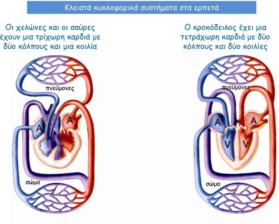 μια κοιλία Ο κροκόδειλος έχει μια τετράχωρη καρδιά με