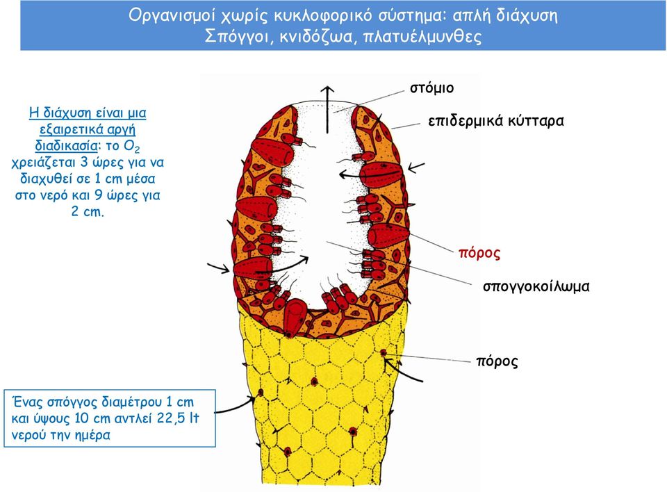 διαχυθεί σε 1 cm μέσα στο νερό και 9 ώρες για 2 cm.
