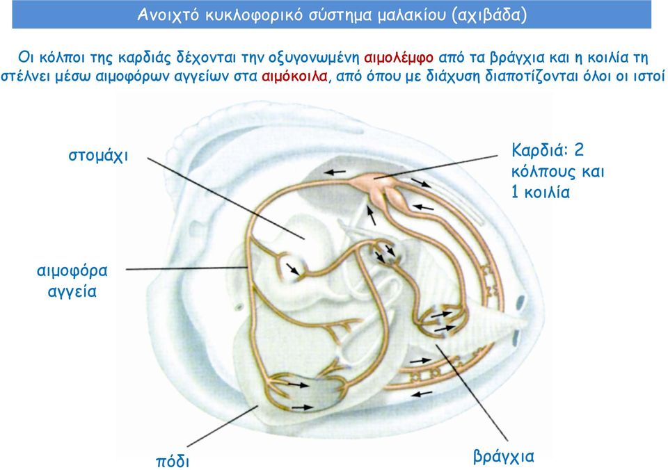 μέσω αιμοφόρων αγγείων στα αιμόκοιλα, από όπου με διάχυση διαποτίζονται