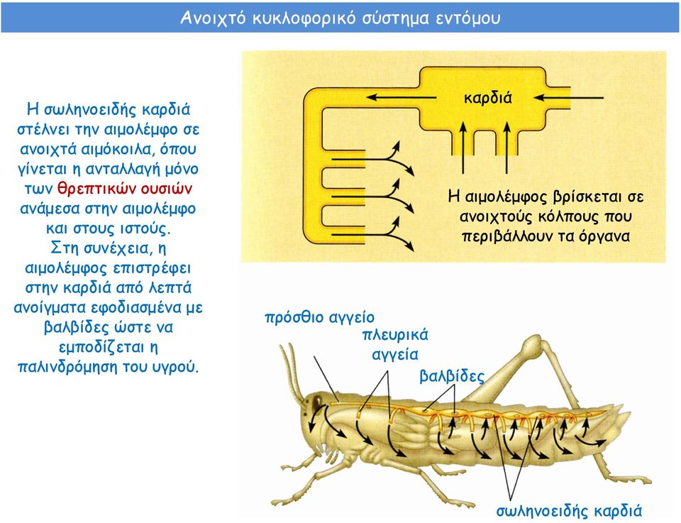 Στη συνέχεια, η αιμολέμφος επιστρέφει στην καρδιά από λεπτά ανοίγματα εφοδιασμένα με βαλβίδες β ώστε να εμποδίζεται η