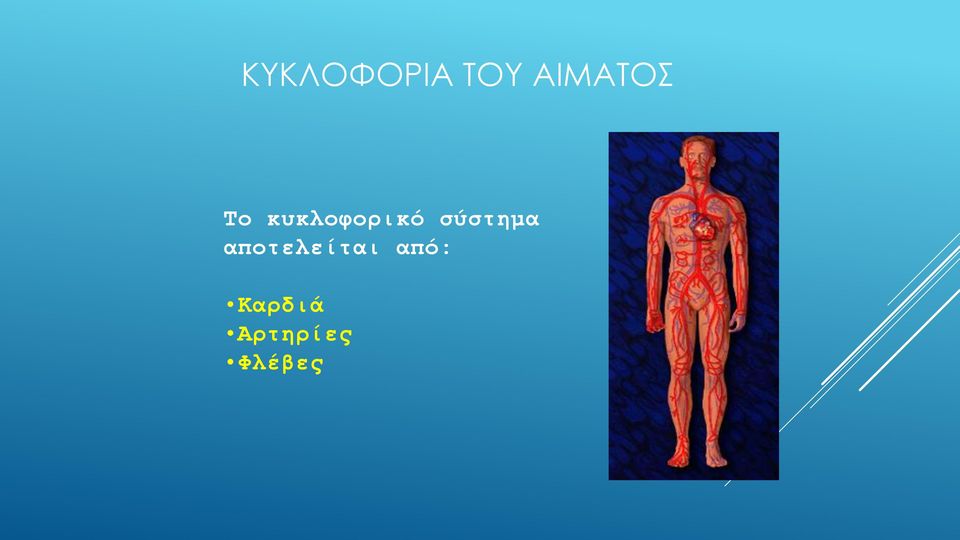 κυκλοφορικό σύστημα