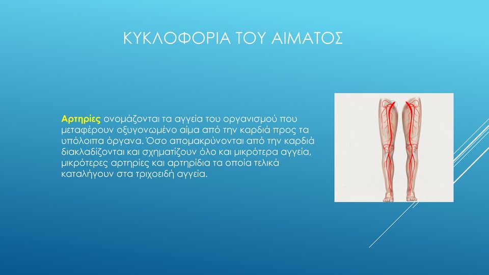 Όσο απομακρύνονται από την καρδιά διακλαδίζονται και σχηματίζουν όλο και