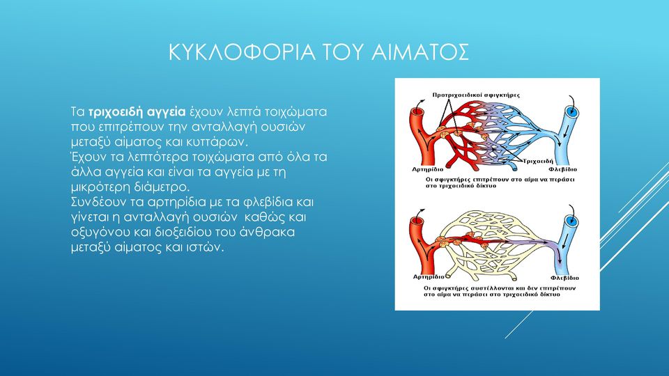 Έχουν τα λεπτότερα τοιχώματα από όλα τα άλλα αγγεία και είναι τα αγγεία με τη μικρότερη