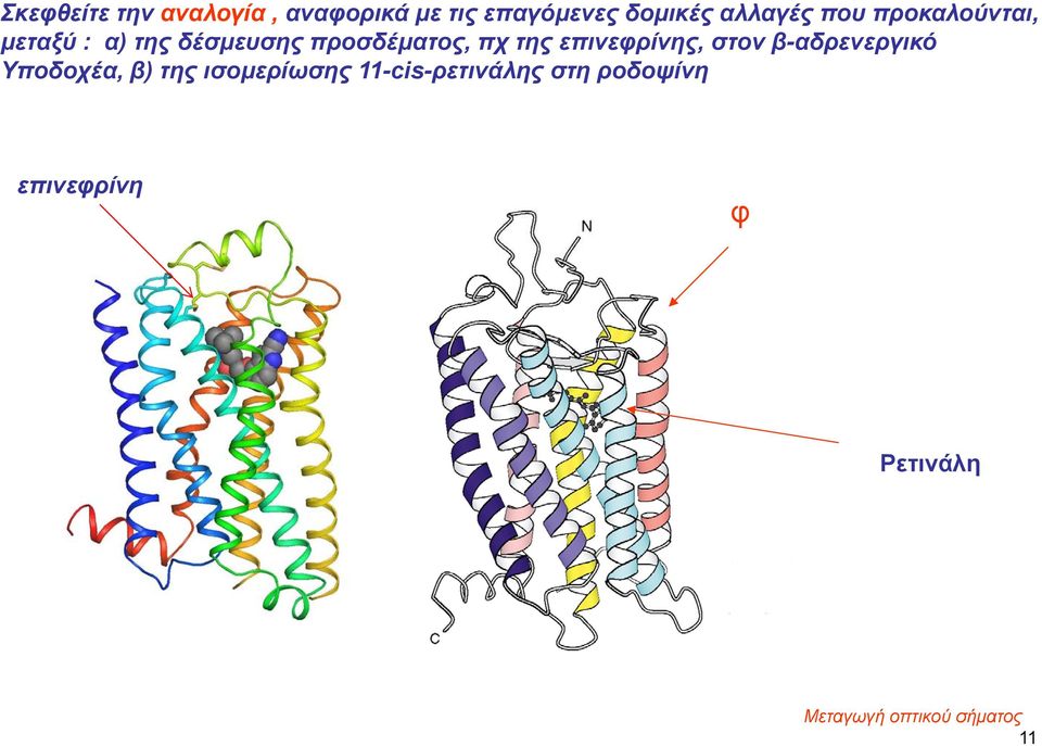 στον β-αδρενεργικό Υποδοχέα, β) της ισομερίωσης 11-cis-ρετινάλης στη
