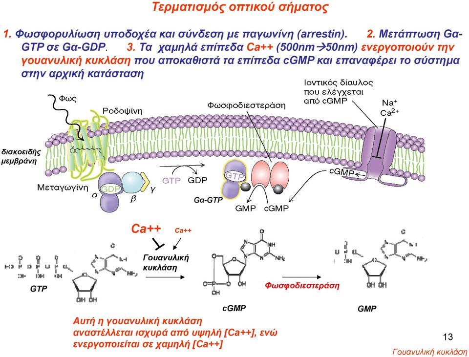 το σύστημα στην αρχική κατάσταση δισκοειδής μεμβράνη Gα-GTP Ca++ Ca++ Γουανυλική κυκλάση GTP Φωσφοδιεστεράση cgmp Αυτή η