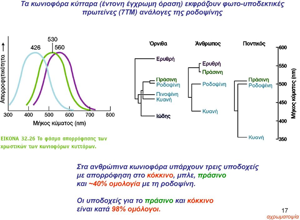 υποδοχείς με απορρόφηση στο κόκκινο, μπλε, πράσινο και ~40% ομολογία με τη