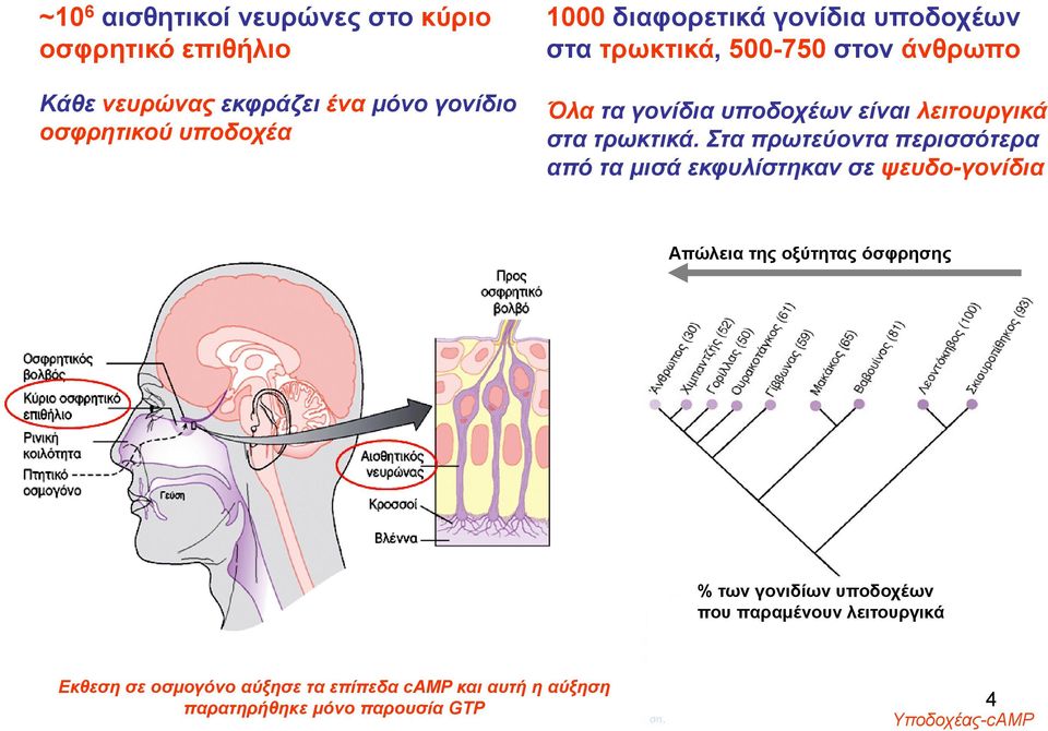 Στα πρωτεύοντα περισσότερα από τα μισά εκφυλίστηκαν σε ψευδο-γονίδια Απώλεια της οξύτητας όσφρησης % των γονιδίων υποδοχέων