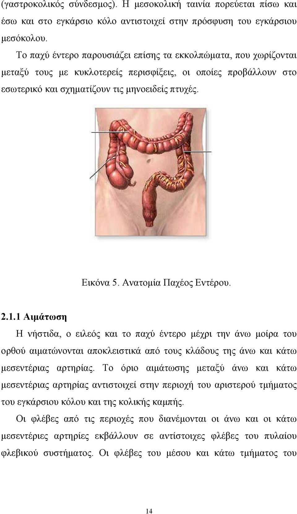 Ανατομία Παχέος Εντέρου. 2.1.1 Αιμάτωση Η νήστιδα, ο ειλεός και το παχύ έντερο μέχρι την άνω μοίρα του ορθού αιματώνονται αποκλειστικά από τους κλάδους της άνω και κάτω μεσεντέριας αρτηρίας.
