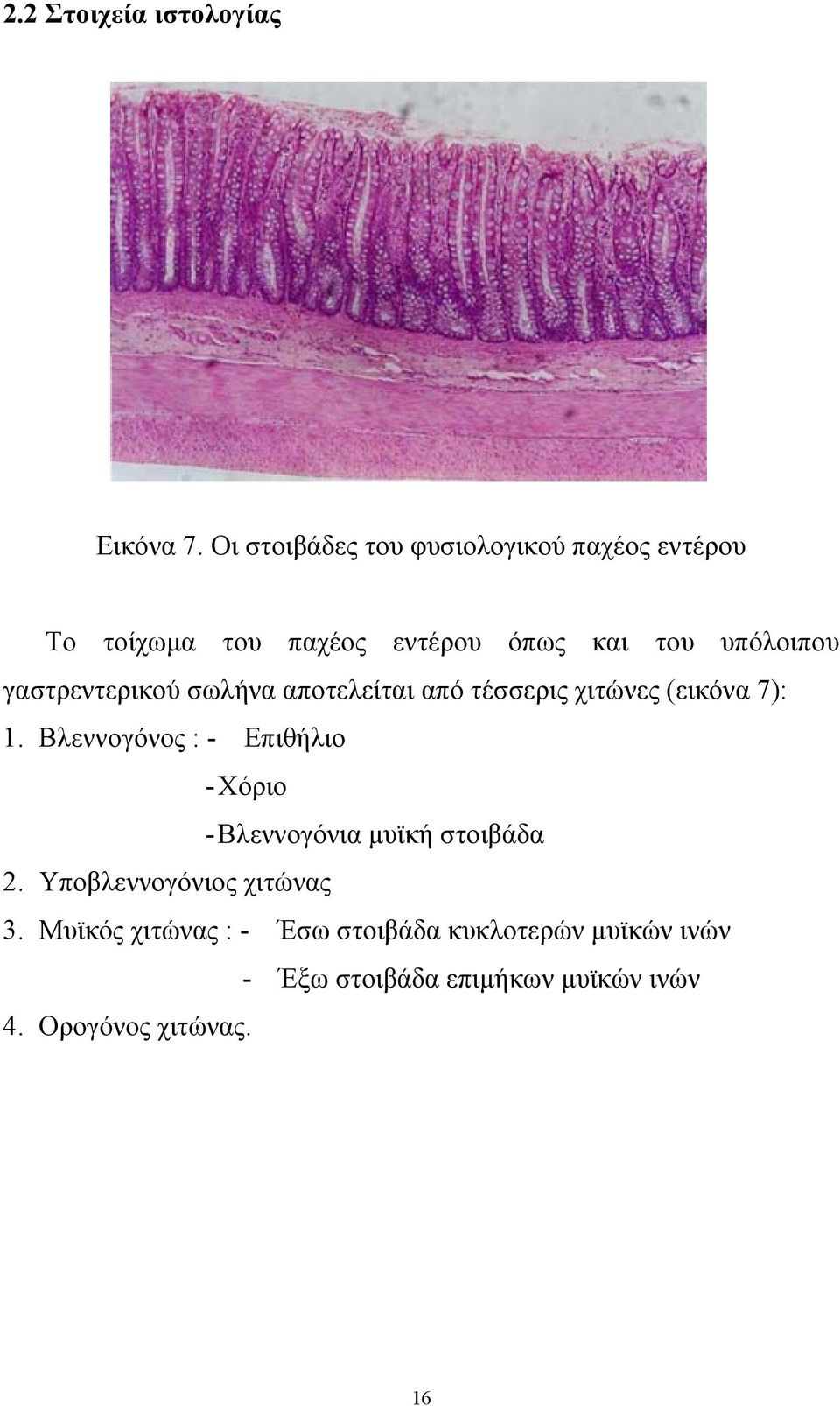 γαστρεντερικού σωλήνα αποτελείται από τέσσερις χιτώνες (εικόνα 7): 1.