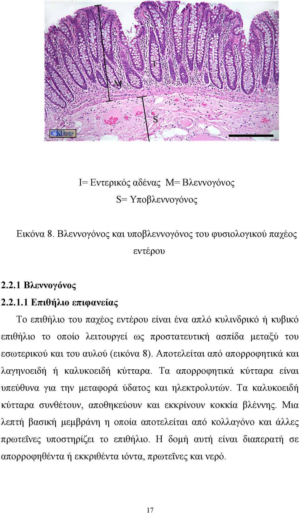 1 Επιθήλιο επιφανείας Το επιθήλιο του παχέος εντέρου είναι ένα απλό κυλινδρικό ή κυβικό επιθήλιο το οποίο λειτουργεί ως προστατευτική ασπίδα μεταξύ του εσωτερικού και του αυλού (εικόνα 8).