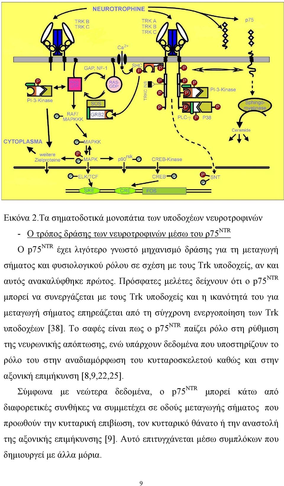 ρόλου σε σχέση με τους Trk υποδοχείς, αν και αυτός ανακαλύφθηκε πρώτος.