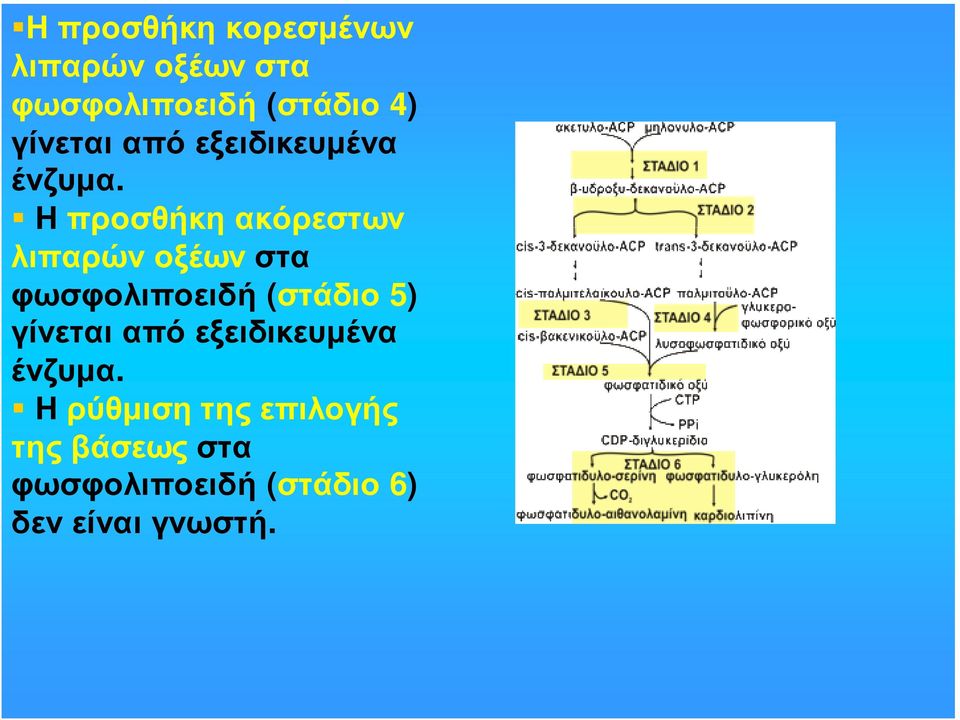Η προσθήκη ακόρεστων λιπαρών οξέων στα φωσφολιποειδή (στάδιο 5) 