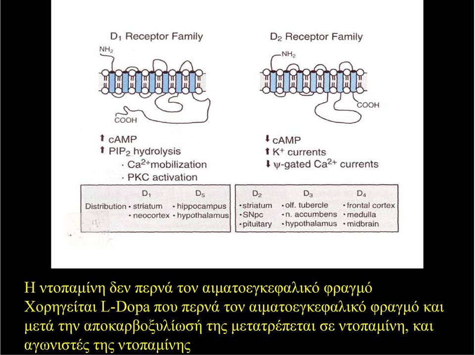 φραγµό και µετά την αποκαρβοξυλίωσή της