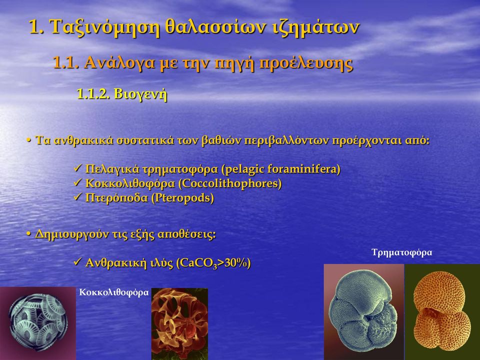 Πελαγικά τρηματοφόρα (pelagic foraminifera) Κοκκολιθοφόρα