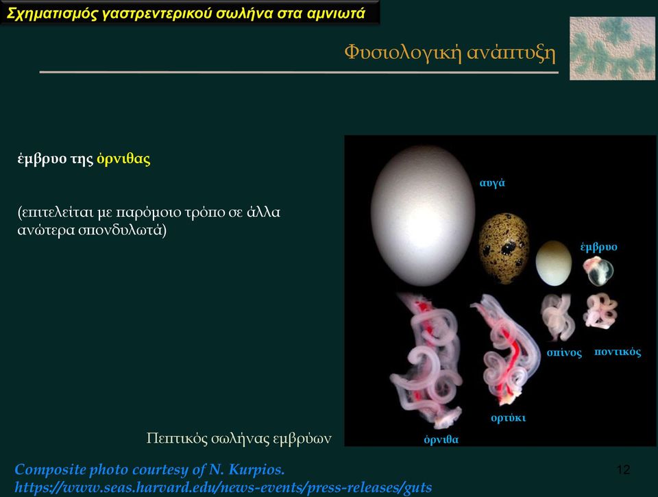 σπίνος ποντικός Πεπτικός σωλήνας εμβρύων όρνιθα ορτύκι Composite photo