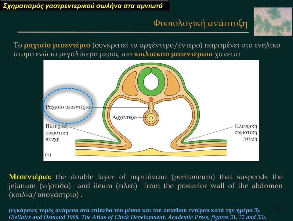 jejunum (νήστιδα) and ileum (ειλεό) from the posterior wall of the abdomen (κοιλία/υπογάστριο).