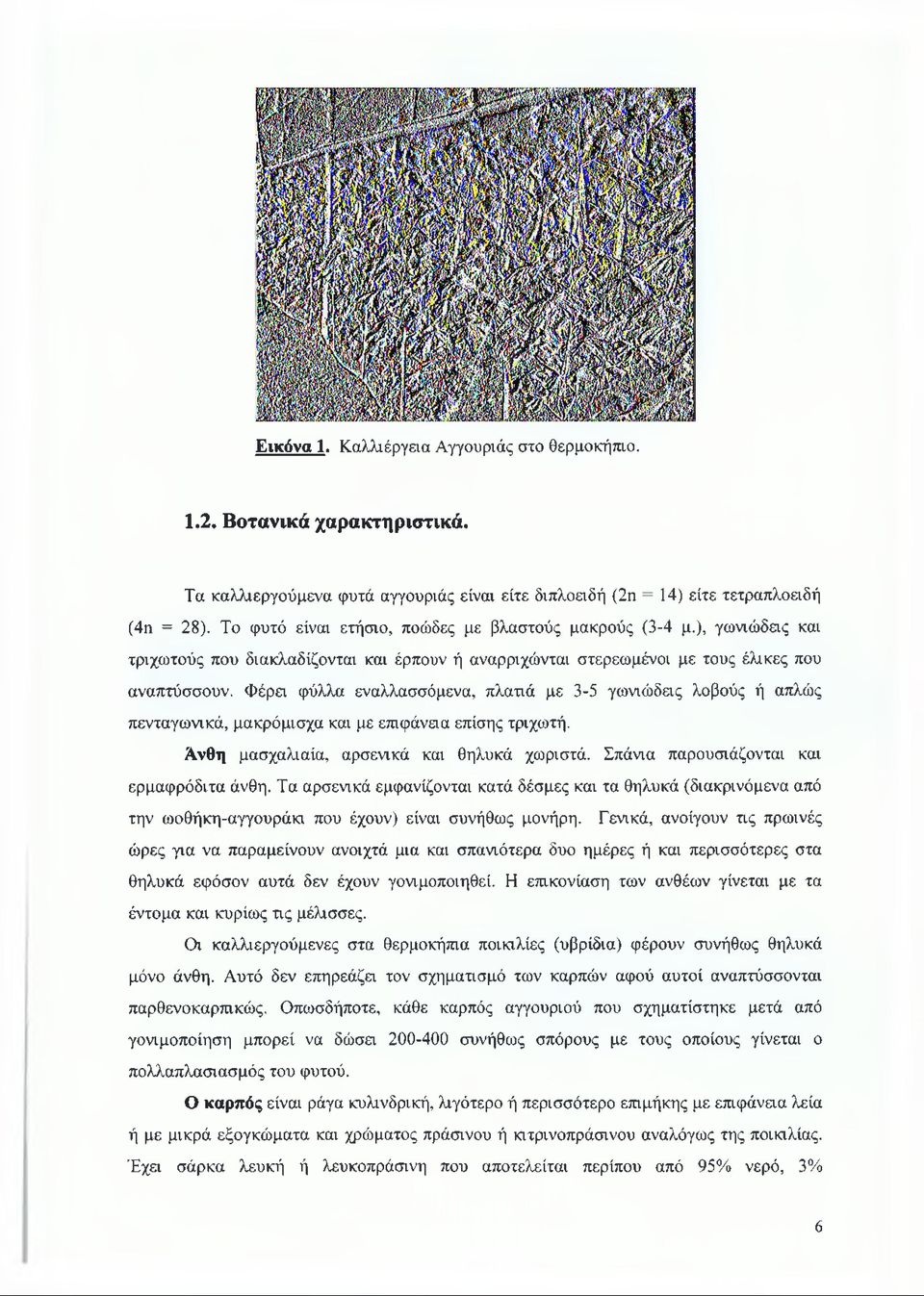 Φέρει φύλλα εναλλασσόμενα, πλατιά με 3-5 γωνιώδας λοβούς ή απλώς πενταγωνικά, μακρόμισχα και με επιφάναα επίσης τριχωτή. Ανθη μασχαλιαία, αρσενικά και θηλυκά χωριστά.