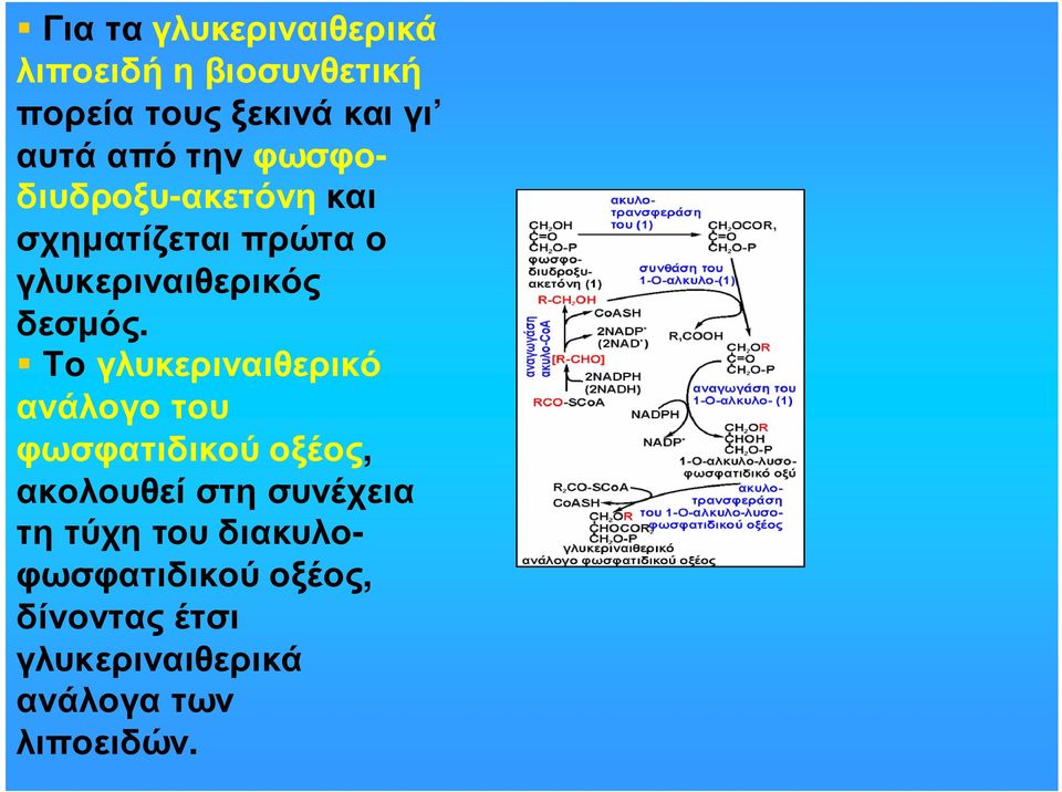 Το γλυκεριναιθερικό ανάλογο του φωσφατιδικούοξέος, ακολουθεί στη συνέχεια τη τύχη