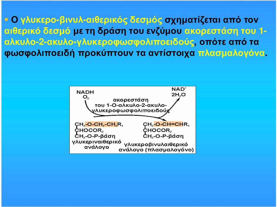 1- αλκυλο-2-ακυλο-γλυκεροφωσφολιποειδούς, οπότε από