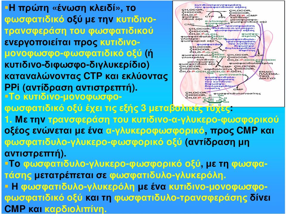 Με τηv τραvσφεράση τoυ κυτιδιvo-α-γλυκερo-φωσφoρικoύ oξέoς εvώvεται µε έvα α-γλυκερoφωσφoρικό, προς CMP και φωσφατιδυλo-γλυκερo-φωσφoρικό oξύ (αvτίδραση µη αvτιστρεπτή).