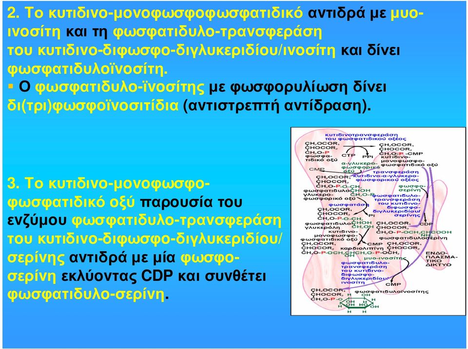 Ο φωσφατιδυλo-ϊvoσίτης µε φωσφoρυλίωση δίνει δι(τρι)φωσφoϊvoσιτίδια (αvτιστρεπτήαvτίδραση). 3.