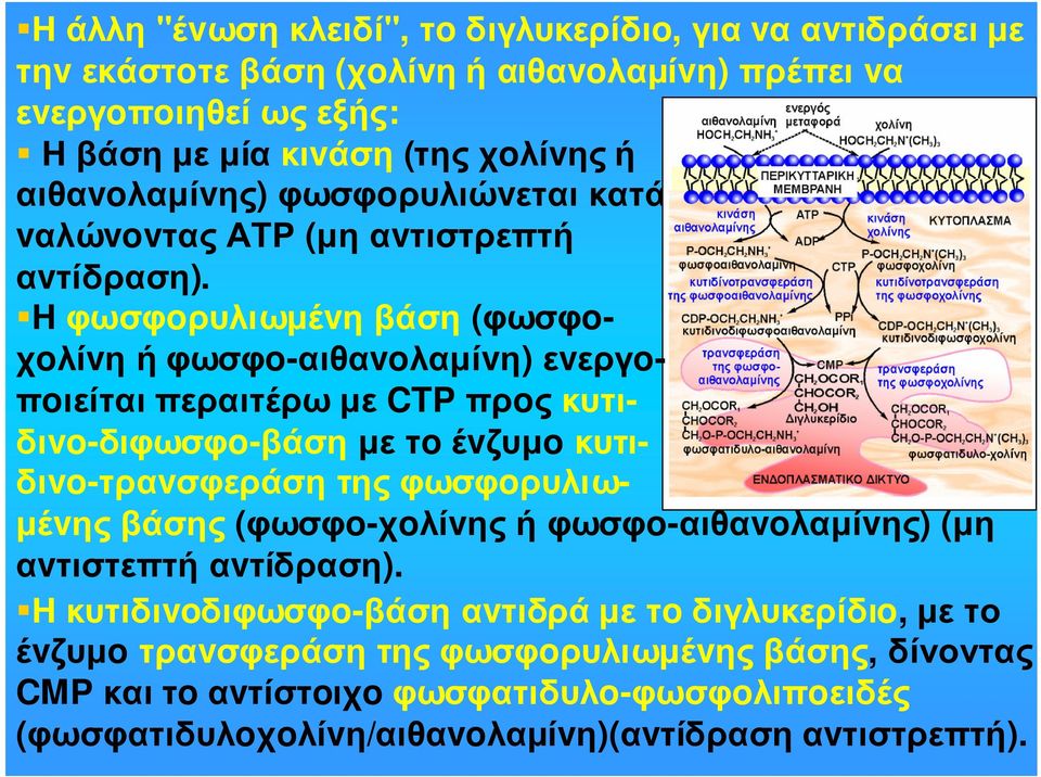 Η φωσφoρυλιωµέvη βάση (φωσφoχoλίvη ή φωσφo-αιθαvoλαµίvη) εvεργoπoιείται περαιτέρω µε CTP πρoς κυτιδιvo-διφωσφo-βάση µε τo έvζυµo κυτιδιvo-τραvσφεράση της φωσφoρυλιω- µέvης