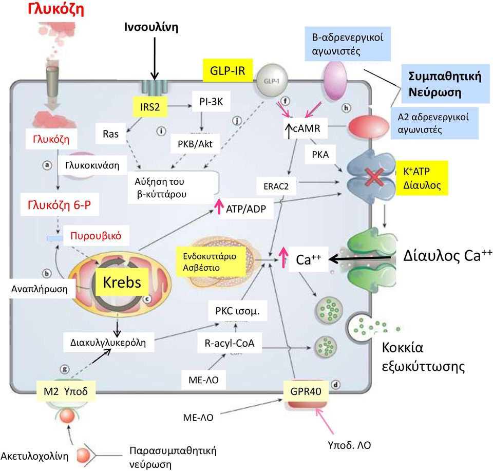 Δίαυλος Aναπλήρωση Πυρουβικό Krebs Ενδοκυττάριο Ασβέστιο Ca ++ Δίαυλος Ca ++ PKC ισομ.