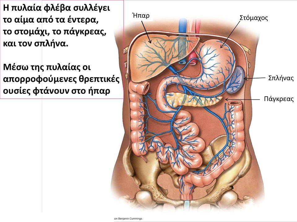 Μέσω της πυλαίας οι απορροφούμενες θρεπτικές