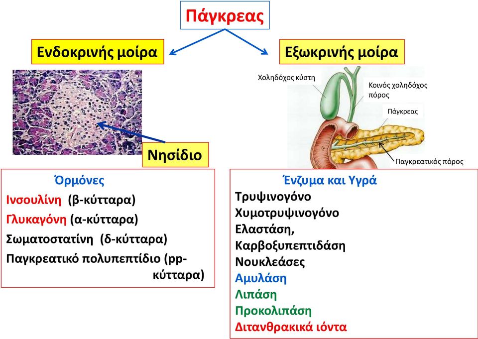 Σωματοστατίνη (δ-κύτταρα) Παγκρεατικό πολυπεπτίδιο (ppκύτταρα) Ένζυμα και Υγρά