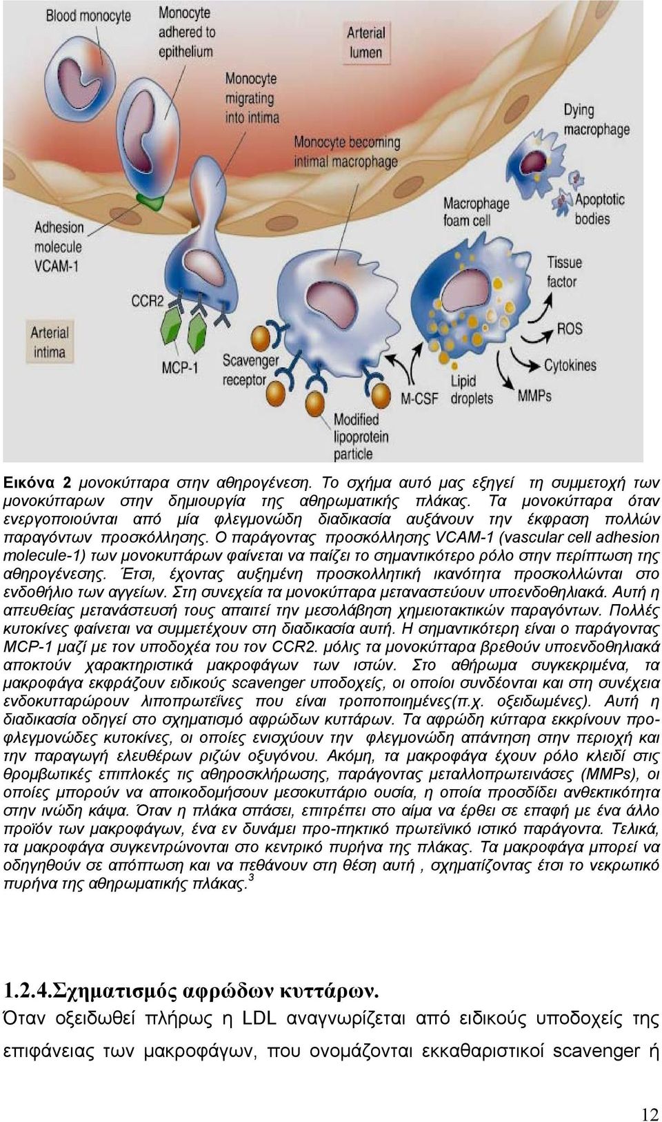 Ο παράγοντας προσκόλλησης VCAM-1 (vascular cell adhesion molecule-1) των μονοκυττάρων φαίνεται να παίζει το σημαντικότερο ρόλο στην περίπτωση της αθηρογένεσης.
