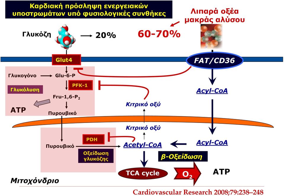 2 Πυρουβικό Κιτρικό οξύ Acyl-CoA Κιτρικό οξύ Μιτοχόνδριο Πυρουβικό PDH Οξείδωση γλυκόζης