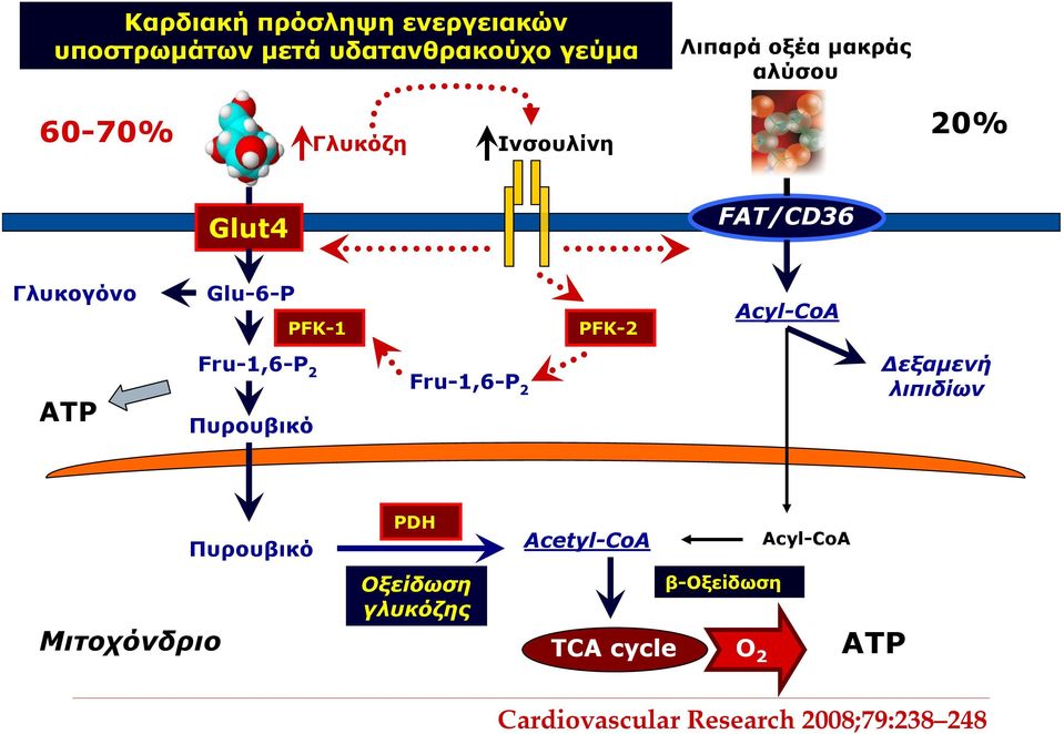 ATP Fru-1,6-P 2 Πυρουβικό Fru-1,6-P 2 Δεξαμενή λιπιδίων Μιτοχόνδριο Πυρουβικό PDH Οξείδωση